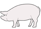 Duroc / White pig